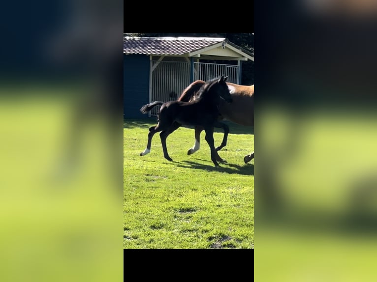 Westfaliano Stallone Puledri (03/2026) Morello in Wadersloh
