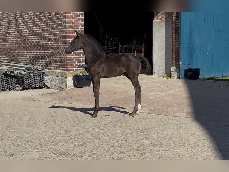 Westfaliano Stallone Puledri (03/2026) Morello in Wadersloh
