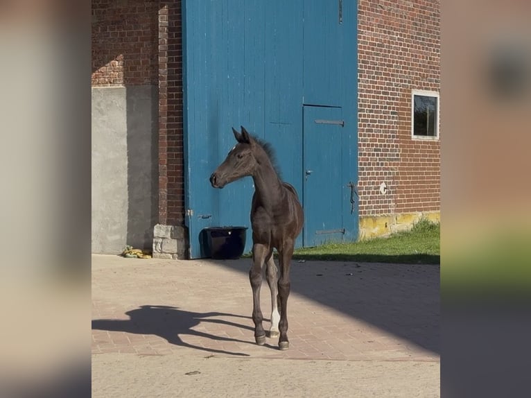 Westfaliano Stallone Puledri (03/2026) Morello in Wadersloh