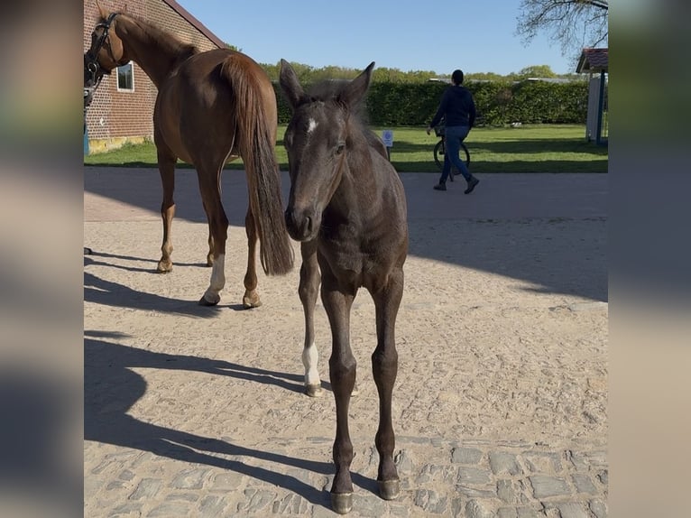 Westfaliano Stallone Puledri (03/2026) Morello in Wadersloh