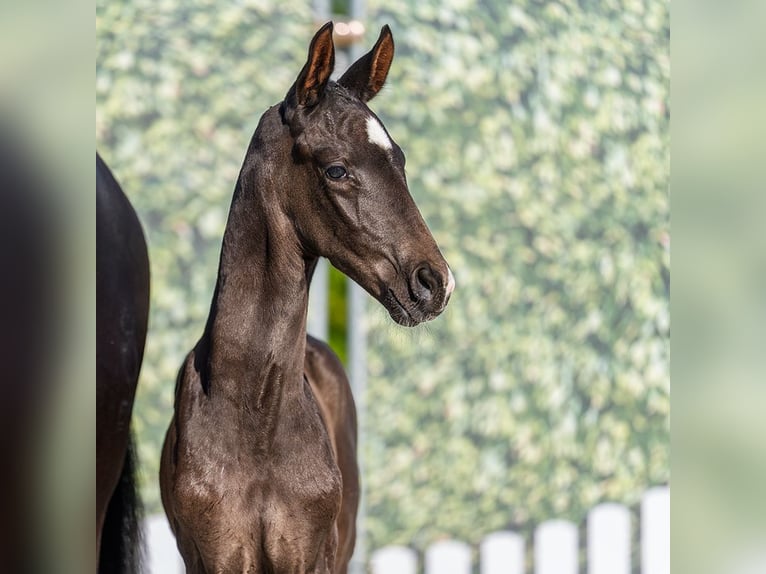 Westfaliano Stallone Puledri (05/2026) Morello in Wettringen