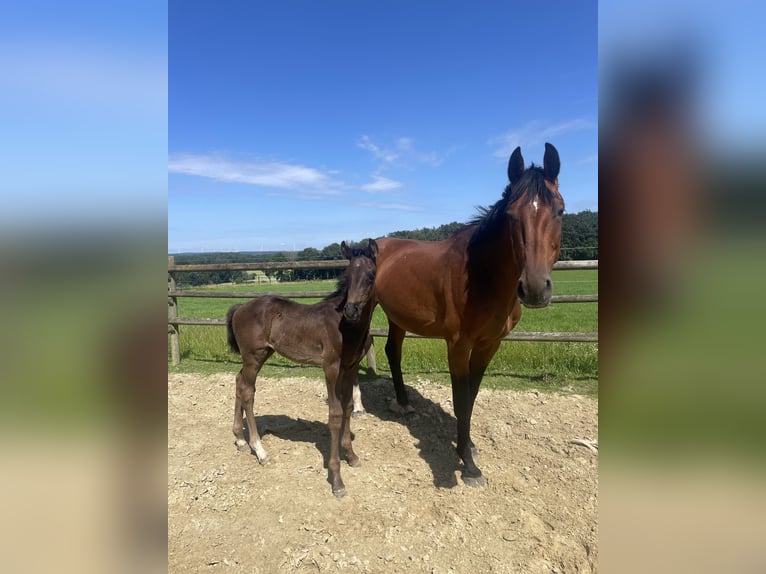 Westfaliano Stallone Puledri (04/2026) Morello in Billerbeck