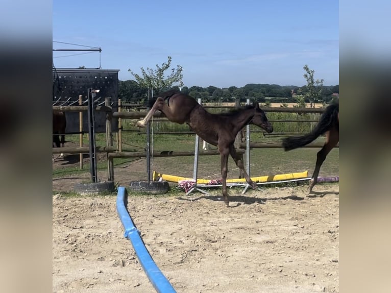 Westfaliano Stallone Puledri (04/2026) Morello in Billerbeck