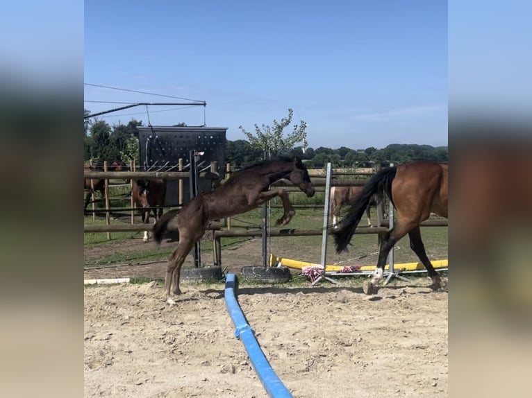 Westfaliano Stallone Puledri (04/2026) Morello in Billerbeck