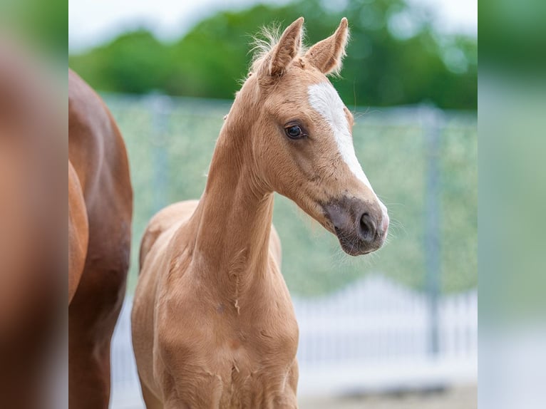 Westfaliano Stallone Puledri (03/2026) Palomino in Mnster-Handorf
