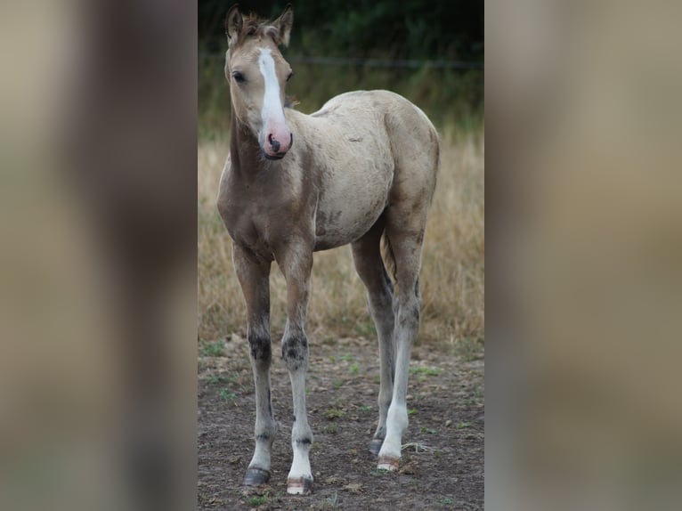 Westfaliano Stallone Puledri (05/2026) Pelle di daino in Neuenkirchen-Vörden
