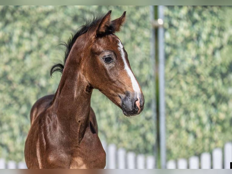 Westfaliano Stallone Puledri (05/2025) Può diventare grigio in M&#xFC;nster