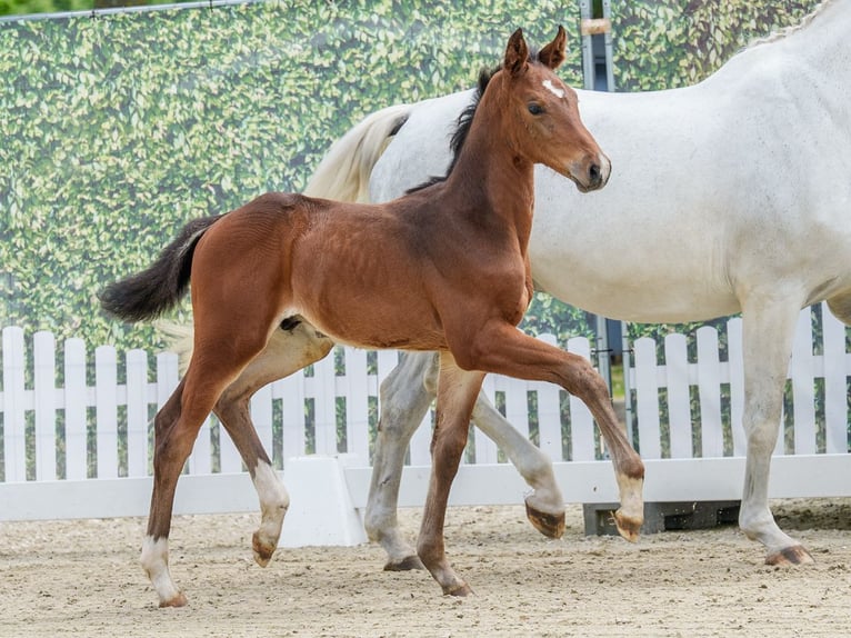 Westfaliano Stallone Puledri (05/2026) Può diventare grigio in Mnster-Handorf