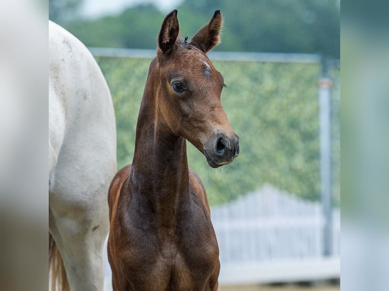 Westfaliano Stallone Puledri (06/2026) Può diventare grigio in Mnster-Handorf