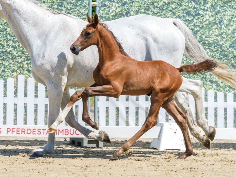Westfaliano Stallone Puledri (06/2026) Può diventare grigio in Mnster-Handorf