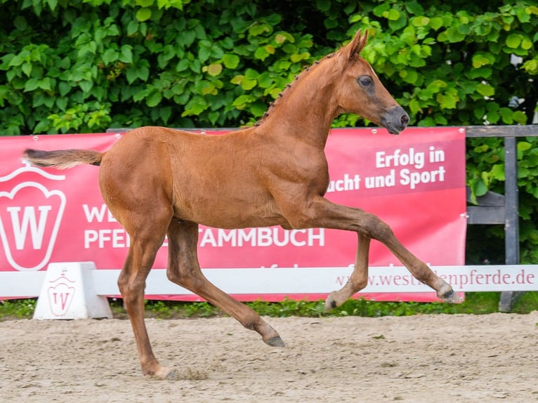 Westfaliano Stallone Puledri (05/2026) Può diventare grigio in Mnster-Handorf