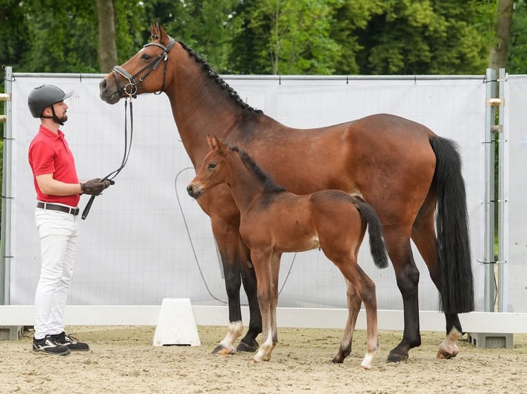 Westfaliano Stallone Puledri (05/2024) Può diventare grigio in Münster-Handorf