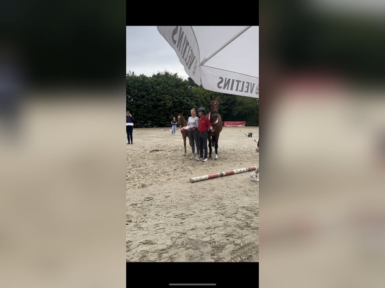Westfaliano Stallone  Sauro in Brakel