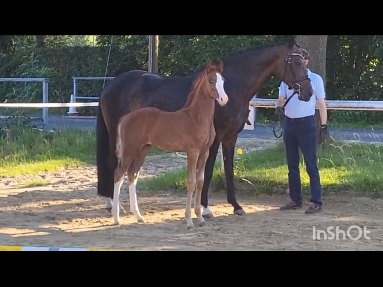 Westfaliano Stallone Puledri
 (05/2024) Sauro in Coesfeld