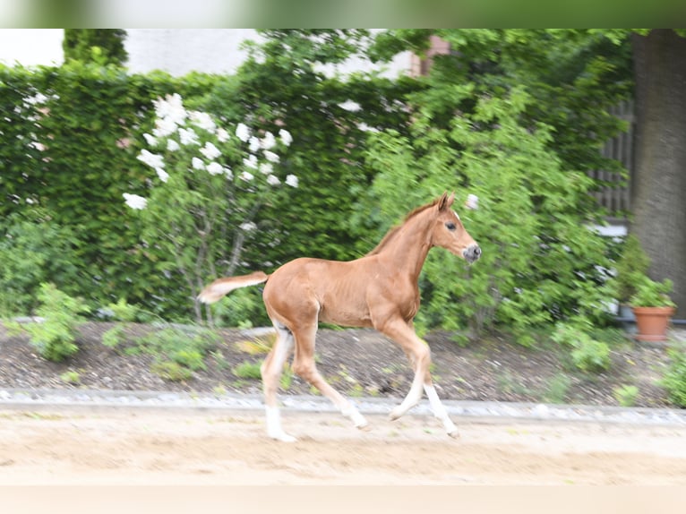 Westfaliano Stallone Puledri (04/2025) Sauro in Eichst&#xE4;tt