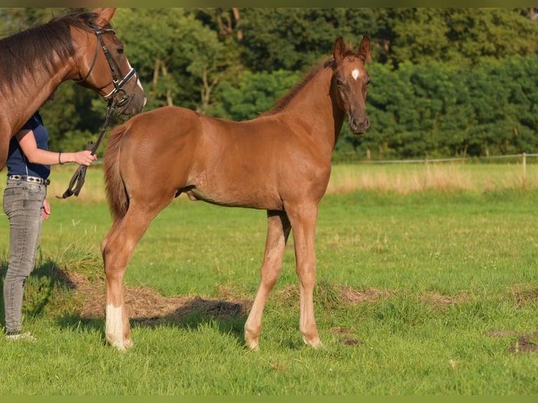 Westfaliano Stallone Puledri
 (05/2024) Sauro in Herzebrock-Clarholz