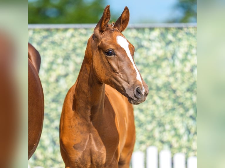 Westfaliano Stallone Puledri (04/2026) Sauro in Mnster-Handorf