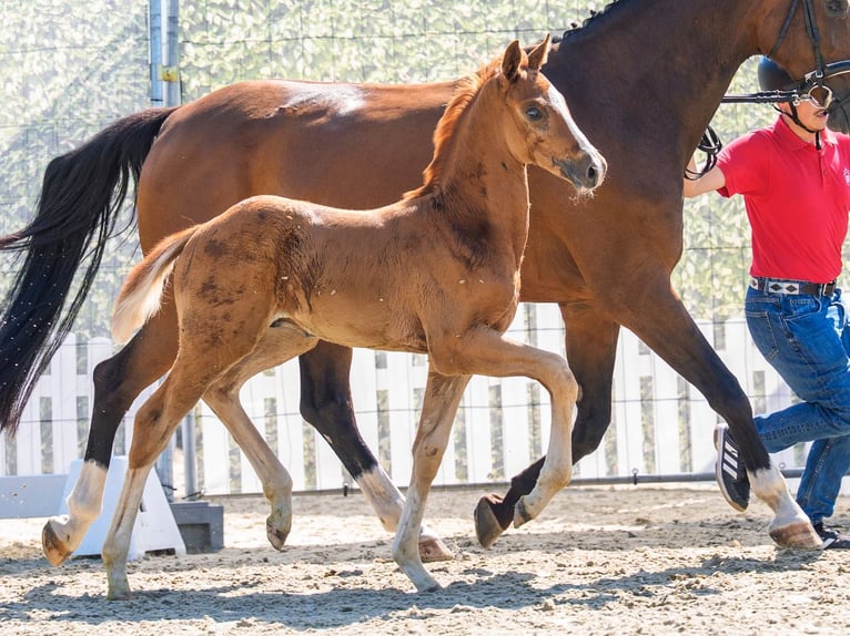 Westfaliano Stallone Puledri (05/2026) Sauro in Mnster-Handorf