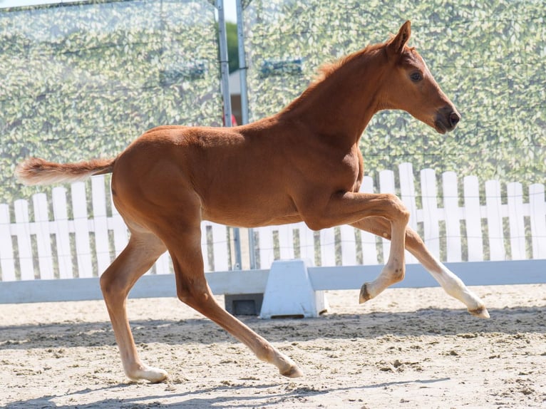Westfaliano Stallone  Sauro in Mnster-Handorf