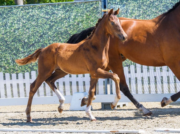 Westfaliano Stallone Puledri (04/2026) Sauro in Mnster-Handorf