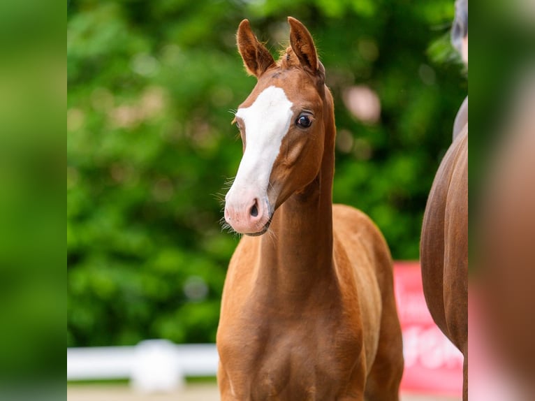 Westfaliano Stallone Puledri (03/2026) Sauro in Mnster-Handorf