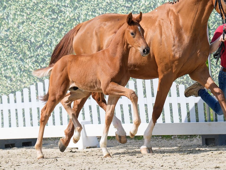 Westfaliano Stallone  Sauro in Mnster-Handorf