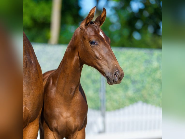Westfaliano Stallone Puledri (04/2026) Sauro in Mnster-Handorf