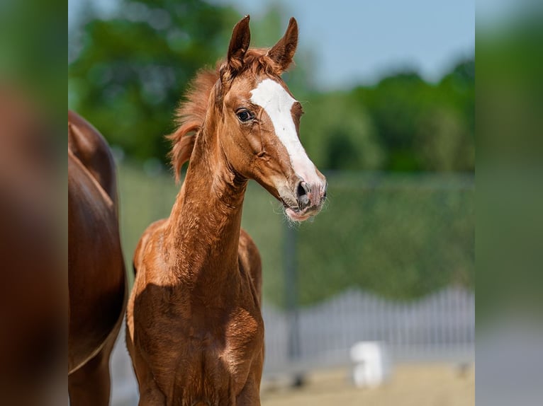 Westfaliano Stallone Puledri (04/2026) Sauro in Mnster-Handorf