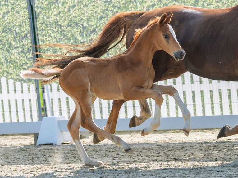 Westfaliano Stallone Puledri (05/2026) Sauro in Mnster-Handorf