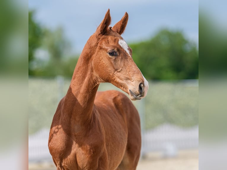 Westfaliano Stallone Puledri (03/2026) Sauro in Wettringen