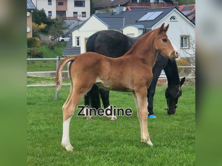 Westfaliano Stallone Puledri (02/2026) Sauro in Borchen