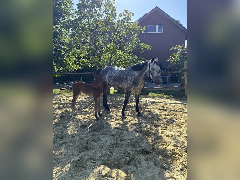 Westfaliano Stallone Puledri (05/2025) Sauro in Ennigerloh