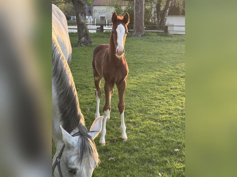 Westfaliano Stallone  Sauro in Delbr&#xFC;ck