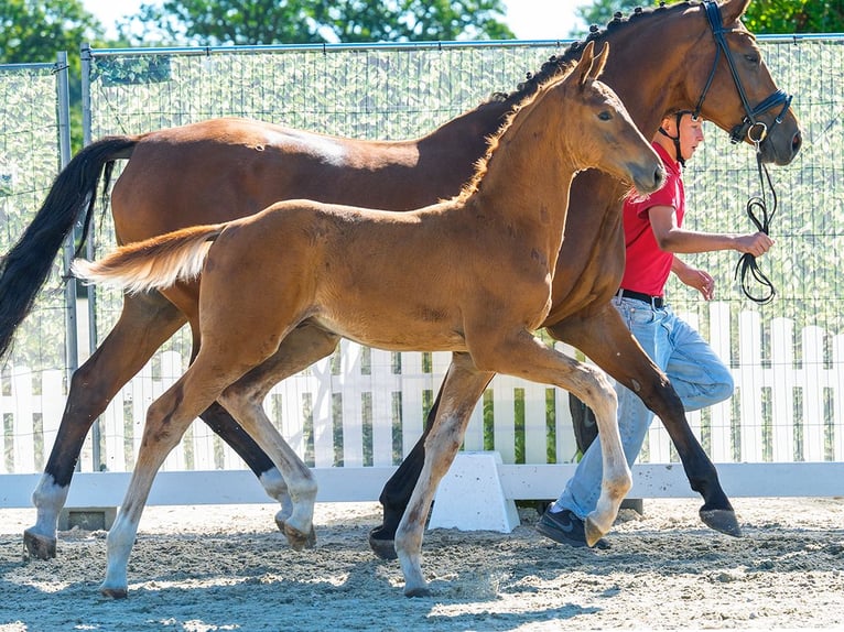 Westfaliano Stallone Puledri (05/2026) Sauro in Mnster-Handorf