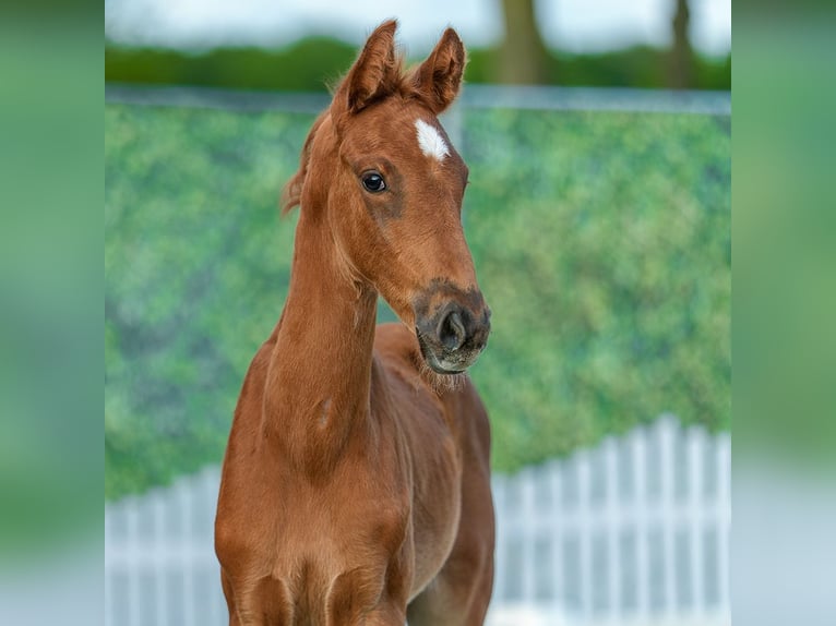 Westfaliano Stallone Puledri (04/2026) Sauro in Mnster-Handorf