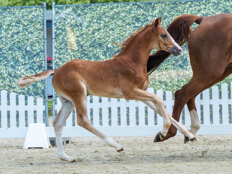 Westfaliano Stallone Puledri (05/2026) Sauro in Mnster-Handorf