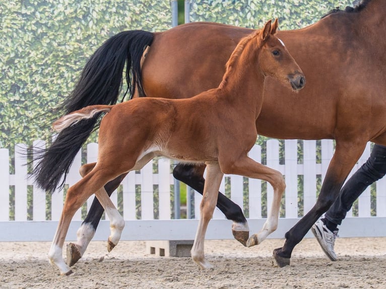 Westfaliano Stallone Puledri (04/2026) Sauro in Mnster-Handorf