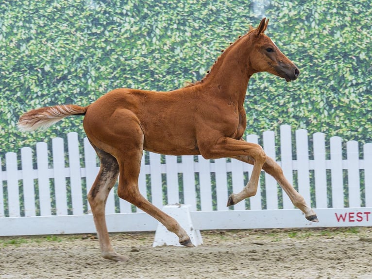 Westfaliano Stallone Puledri (04/2026) Sauro in Mnster-Handorf