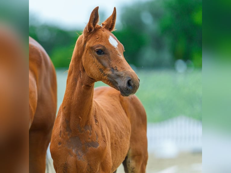 Westfaliano Stallone Puledri (04/2026) Sauro in Mnster-Handorf