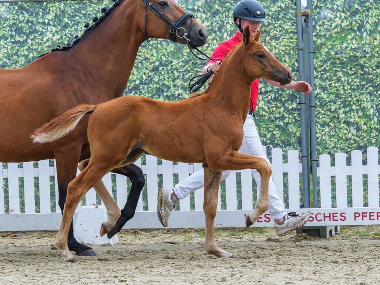 Westfaliano Stallone Puledri (04/2026) Sauro in Mnster-Handorf