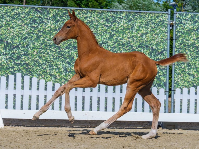 Westfaliano Stallone Puledri (05/2026) Sauro in Mnster-Handorf