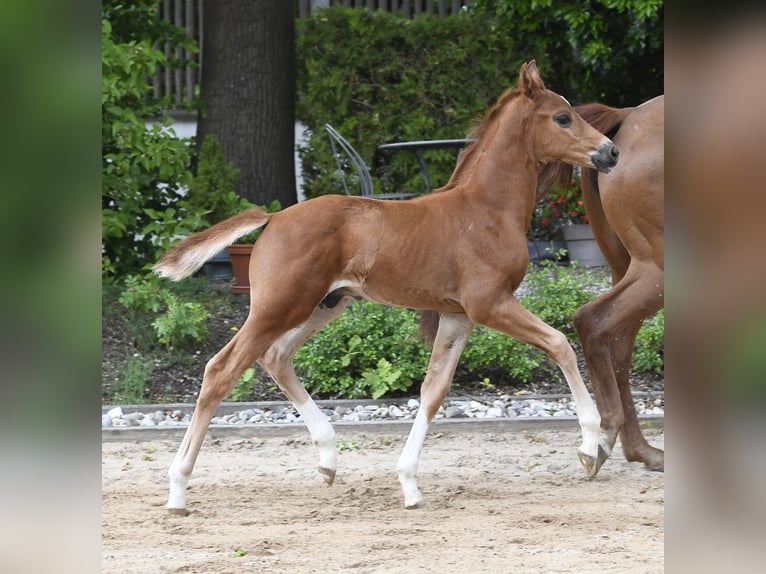 Westfaliano Stallone Puledri (04/2025) Sauro scuro in M&#xFC;nchen