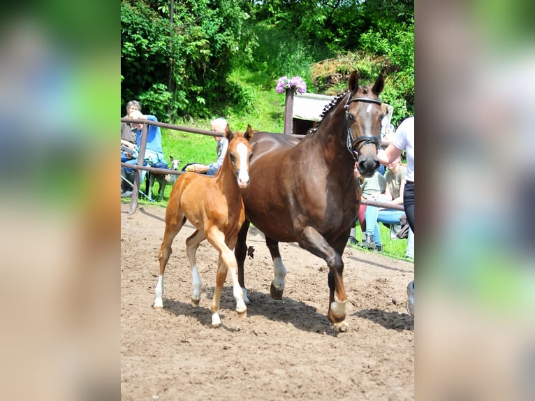 Westfaliano Stallone Puledri (04/2026) Sauro scuro in Ostercappeln