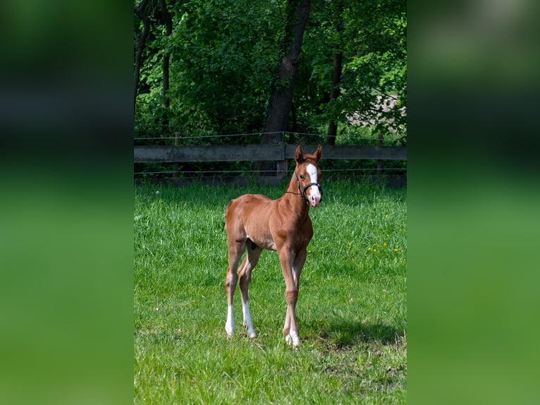Westfaliano Stallone Puledri (04/2026) Sauro scuro in Ostercappeln