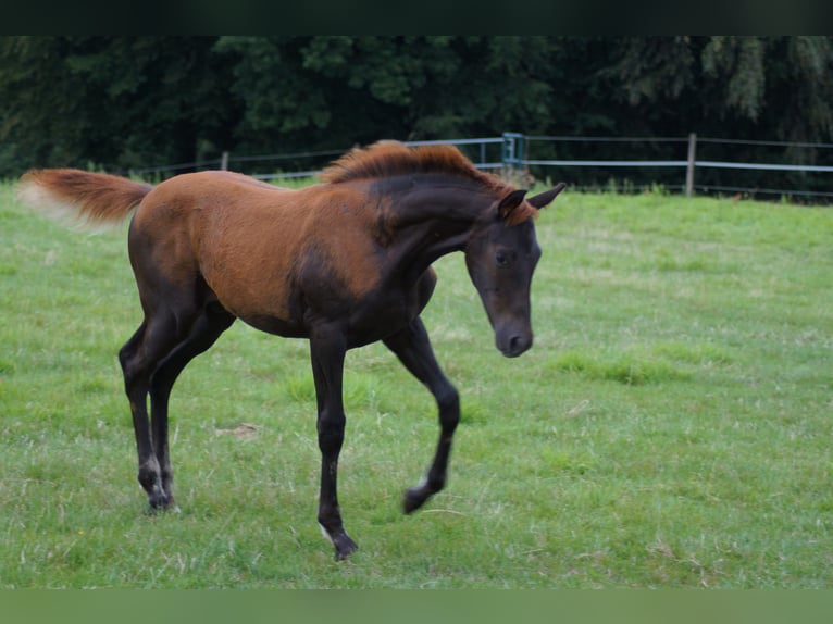 Westfaliano Stallone Puledri (03/2026) Sauro scuro in Horstmar