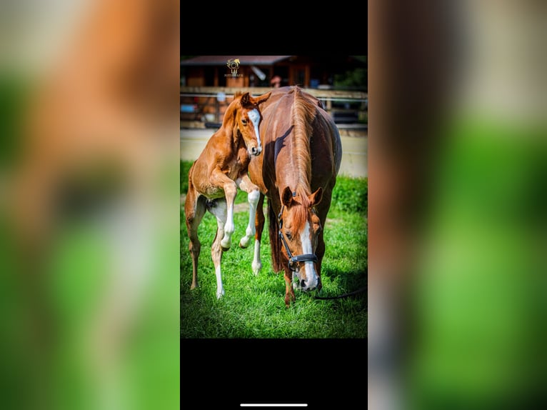 Westfaliano Stallone Puledri (04/2025) Sauro scuro in L&#xFC;dinghausen