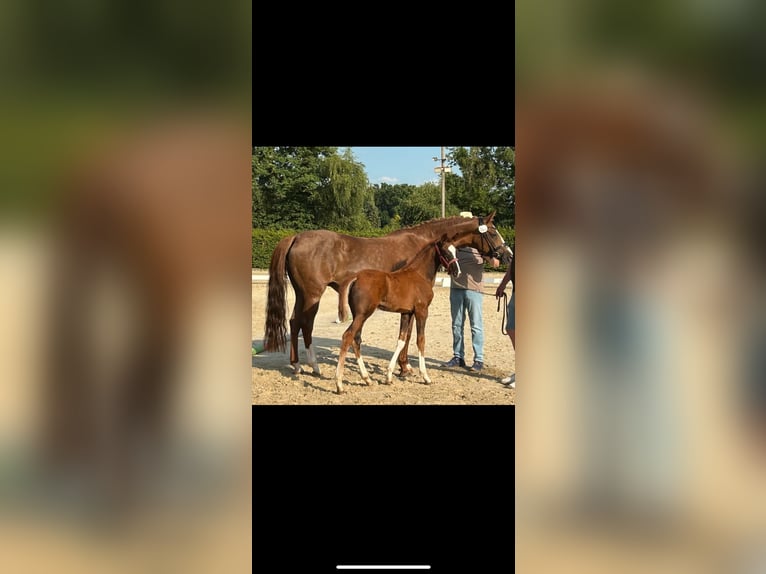 Westfaliano Stallone Puledri (04/2025) Sauro scuro in L&#xFC;dinghausen