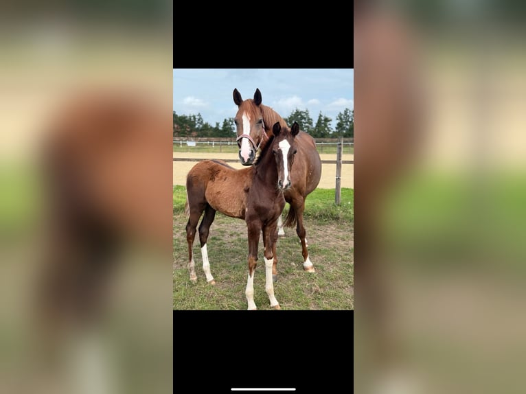 Westfaliano Stallone Puledri (04/2025) Sauro scuro in L&#xFC;dinghausen