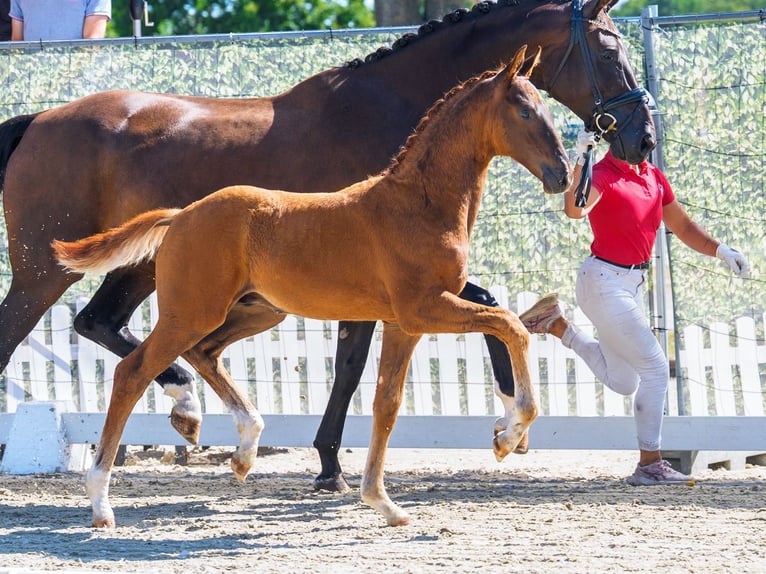 Westfaliano Stallone Puledri (05/2026) Sauro scuro in Mnster-Handorf