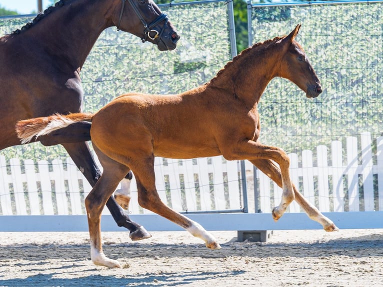 Westfaliano Stallone Puledri (05/2026) Sauro scuro in Mnster-Handorf